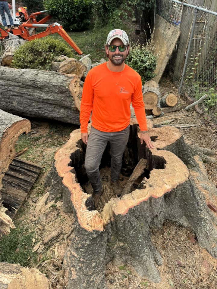 Commercial stump grinder removing oak tree stump below lawn grade