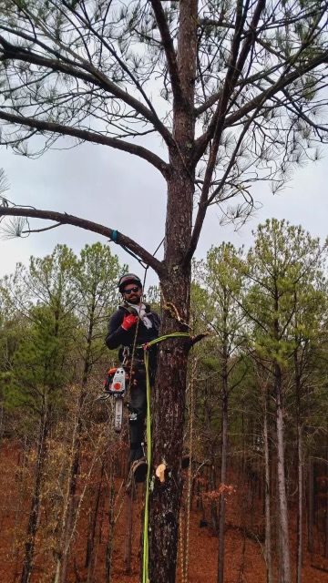 Professional tree climber pruning high canopy branches in Hamilton, GA