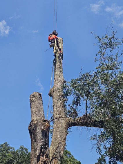 Fortson Tree Company crew safely removing a large tree in Columbus, GA