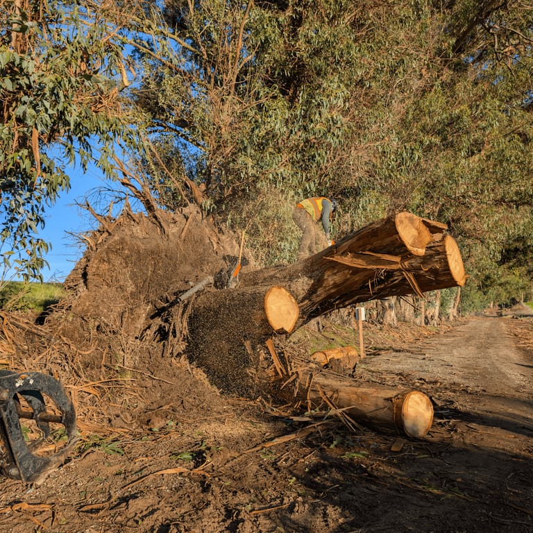 Tree Removal — SkyView Tree Experts