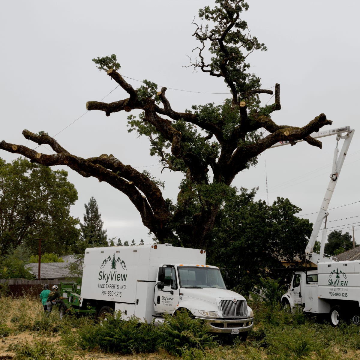 Consulting & Mapping — SkyView Tree Experts