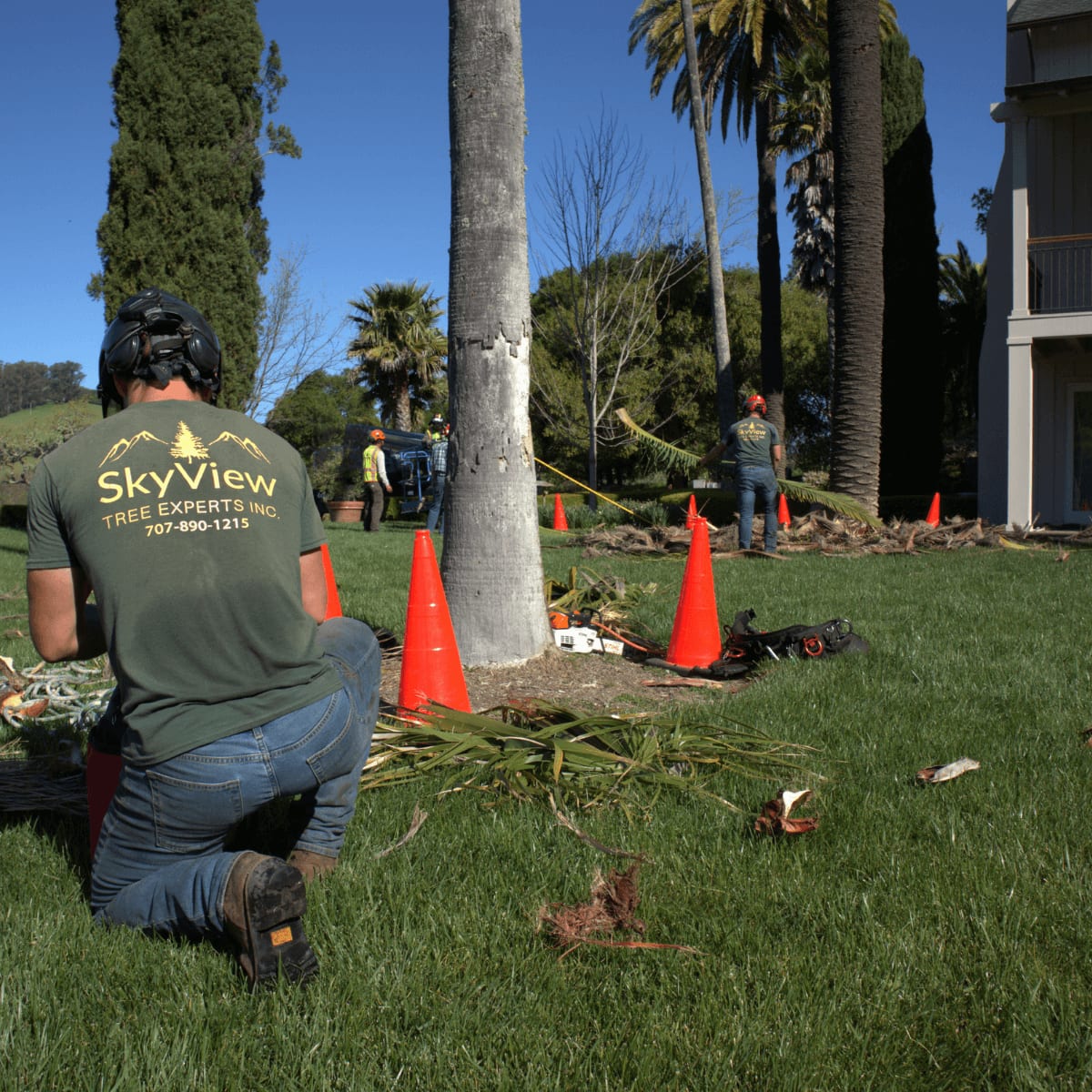 Plant Health Care — SkyView Tree Experts