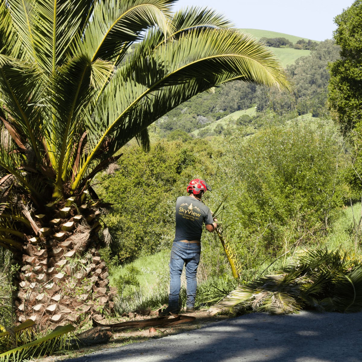 Palm pruning in Santa Rosa