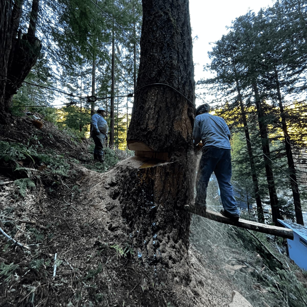 Logging — SkyView Tree Experts