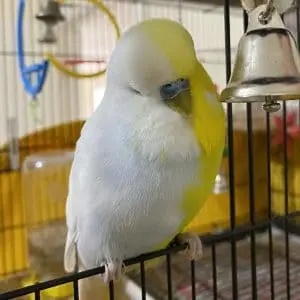 Whillow, the half-sider chimera budgie who features in the Aussie Pet Connections logo