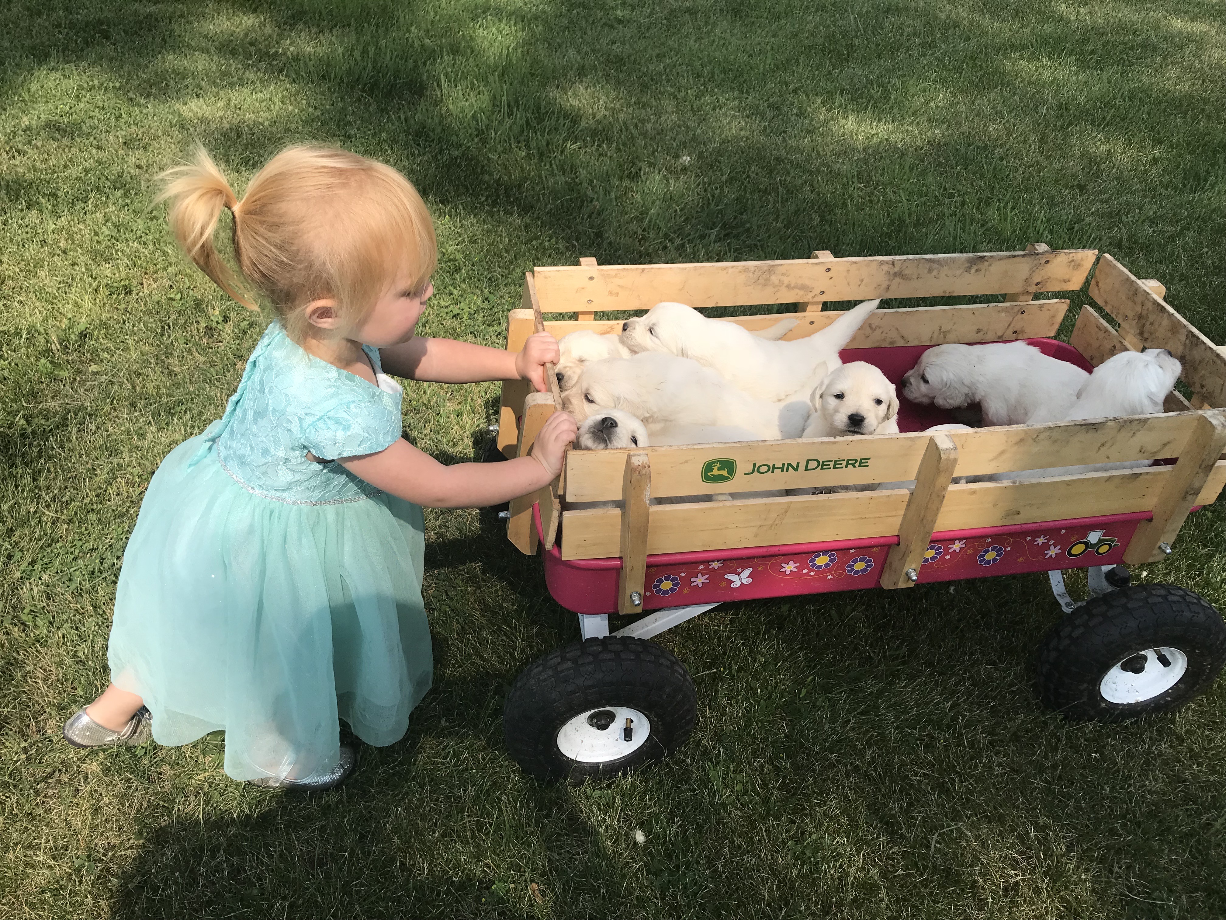 Young girl in blue dress with English Cream Golden Retriever puppies in a wagon at Montana Mist Goldens